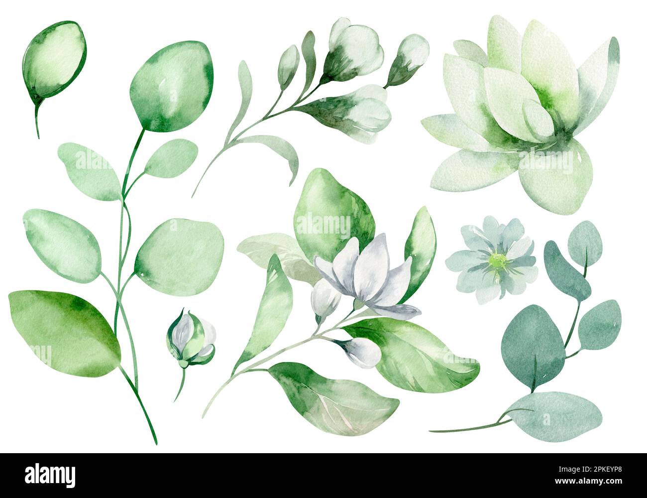 Set of watercolor floral elements. Collection of elements of flowers ...