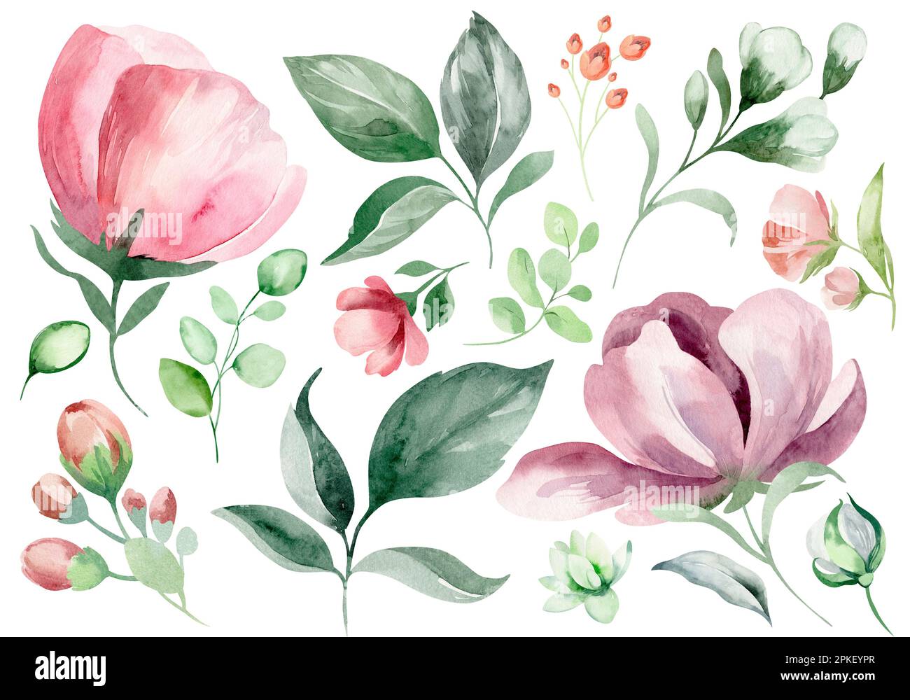 Set of watercolor floral elements. Collection of elements of flowers ...