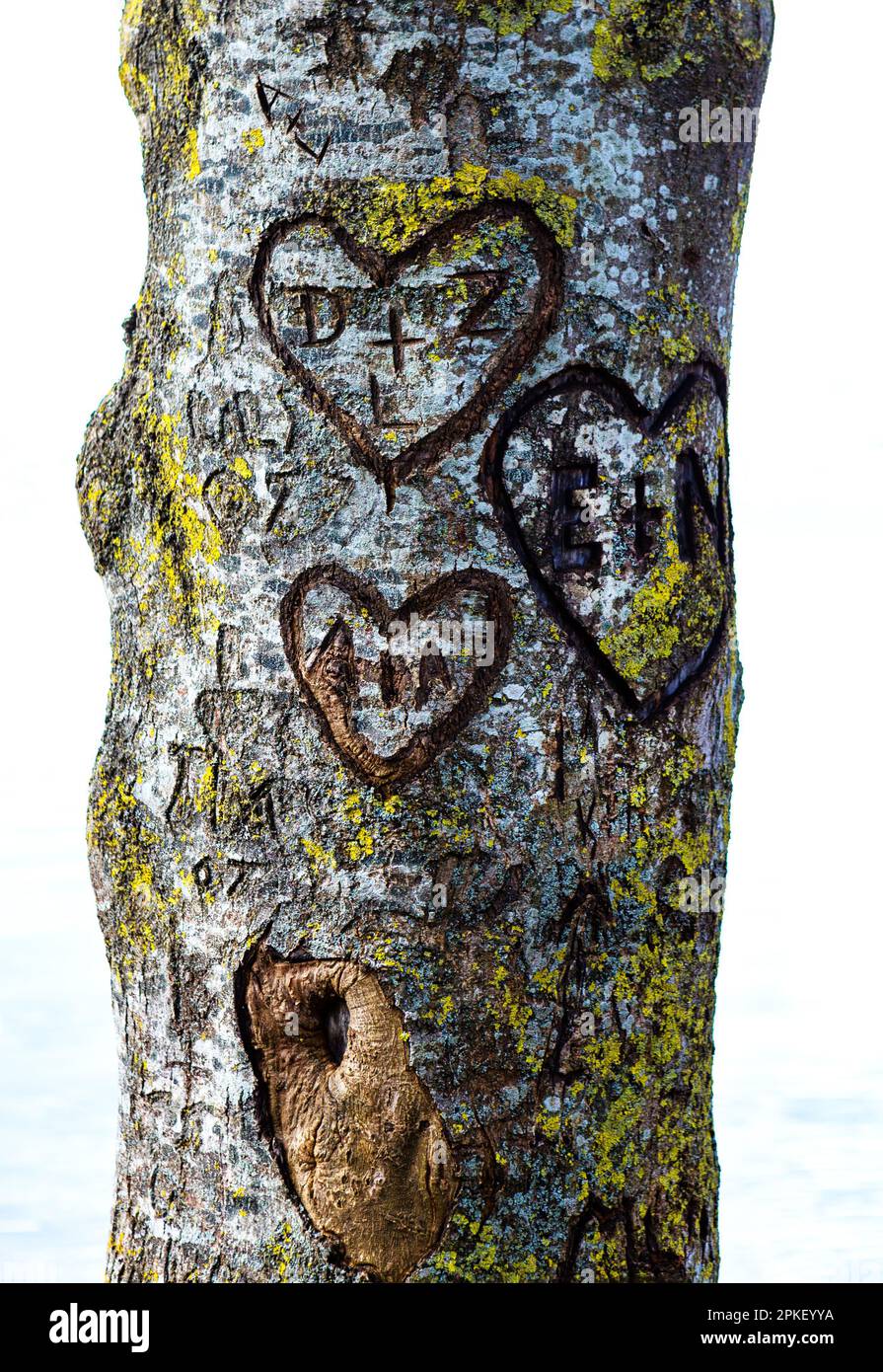 Carved, symbol, bark, tree, heart, letter, love, friends, relationship, relationships, memory, growth, youth, youth, return, past, contacts, communica Stock Photo