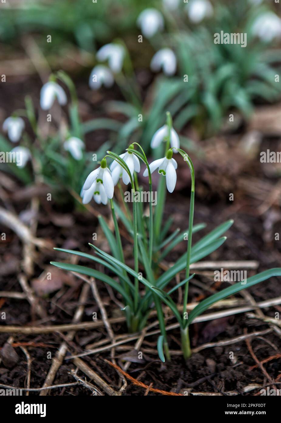 Snowdrops (Galanthus nivalis) flowers. Snowdrops are the first flowers of spring. We can see them when the snow starts to melt. Stock Photo