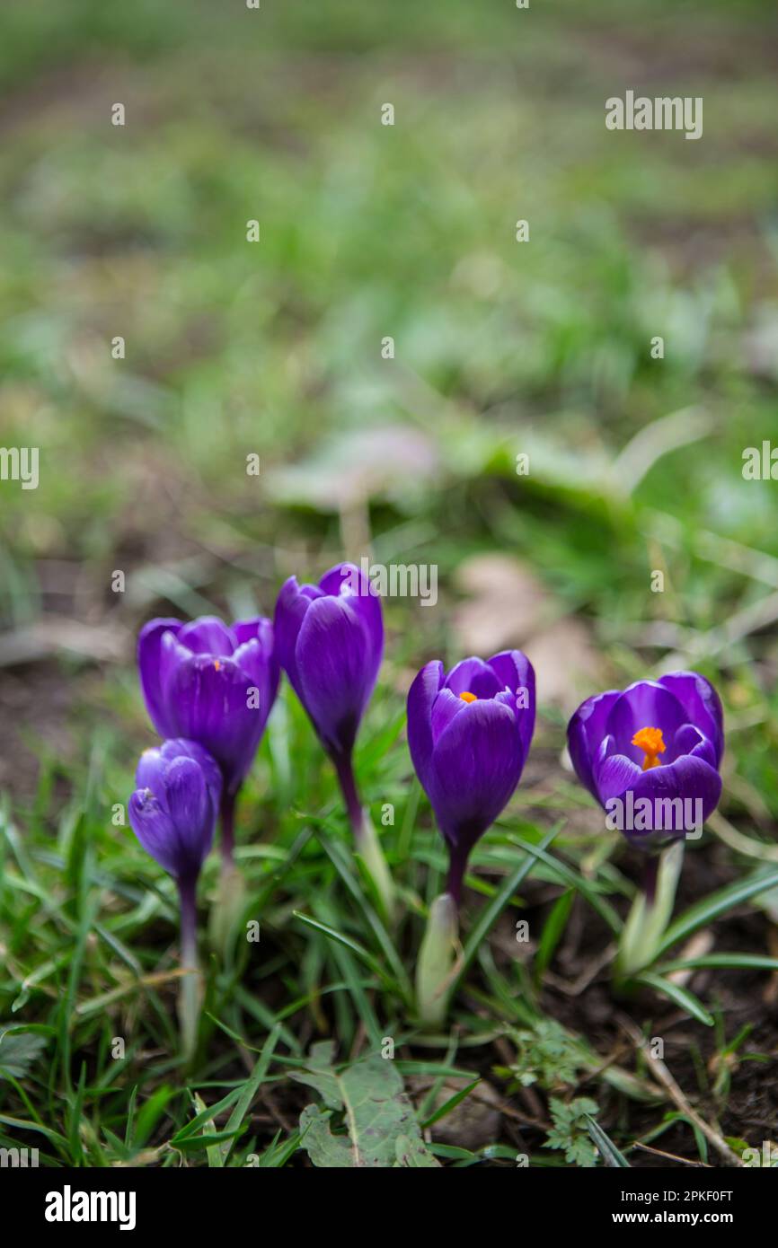 Crocus Purple spring flower Stock Photo