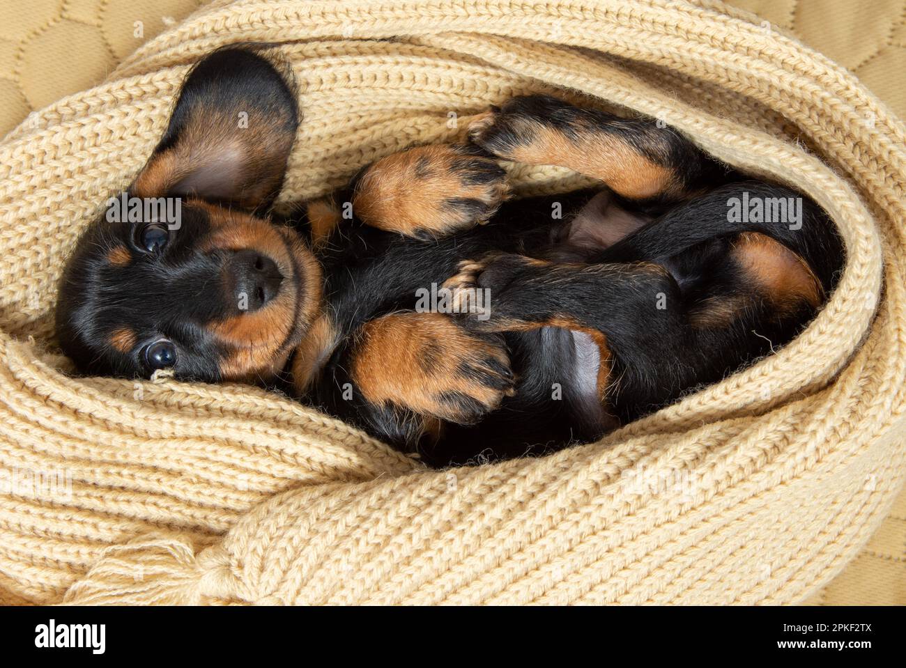 very young puppy of a wirehaired dachshund sleeps on bed under blanket
