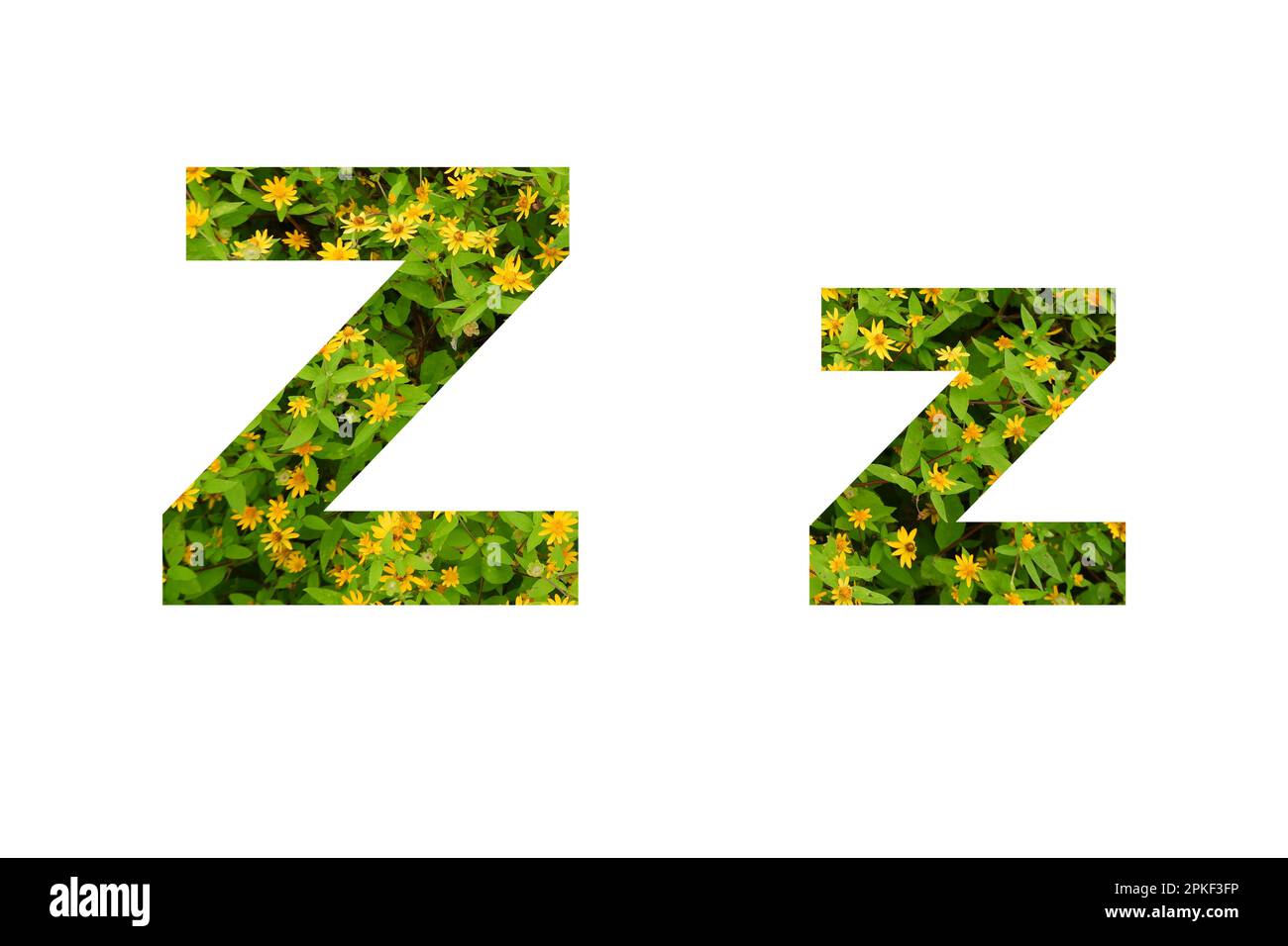 Flower font Alphabet  Z isolated on white background made of Real alive yellow flowers Stock Photo