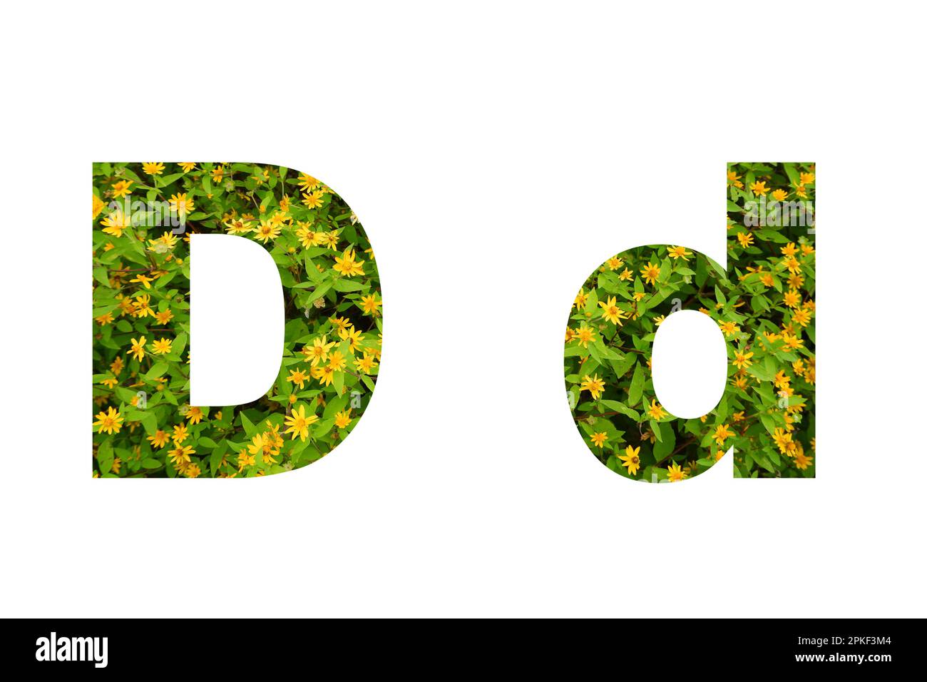 Flower font Alphabet D isolated on white background made of Real alive yellow flowers Stock Photo