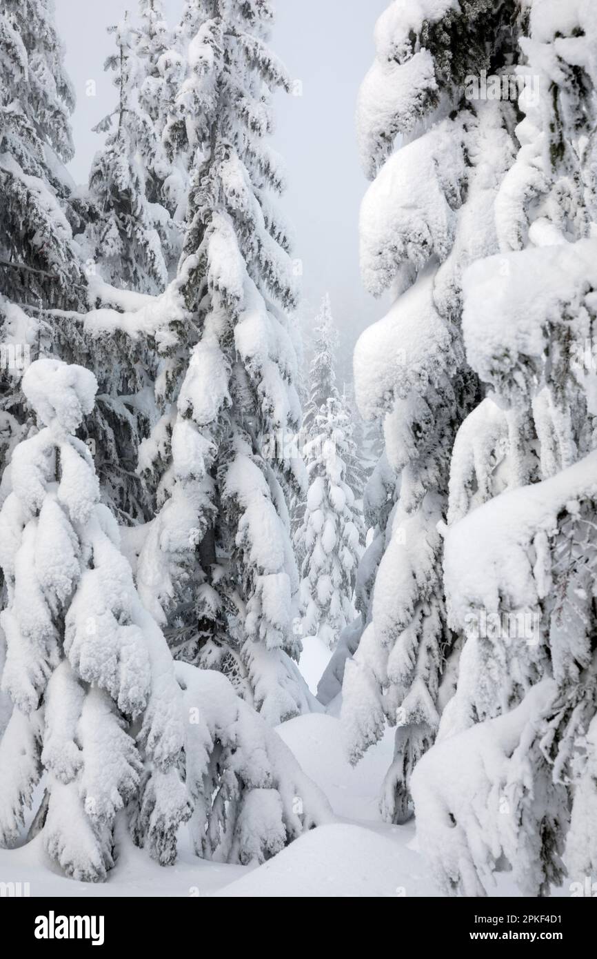 WA24188-00....WASHINGTON - Snow covered trees in the Cascade Mountains. Stock Photo