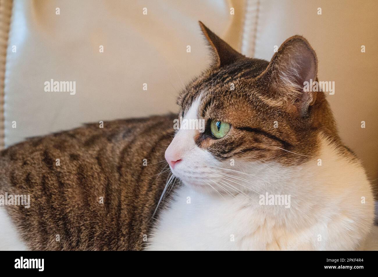 Tabby and white cat. Close view. Stock Photo