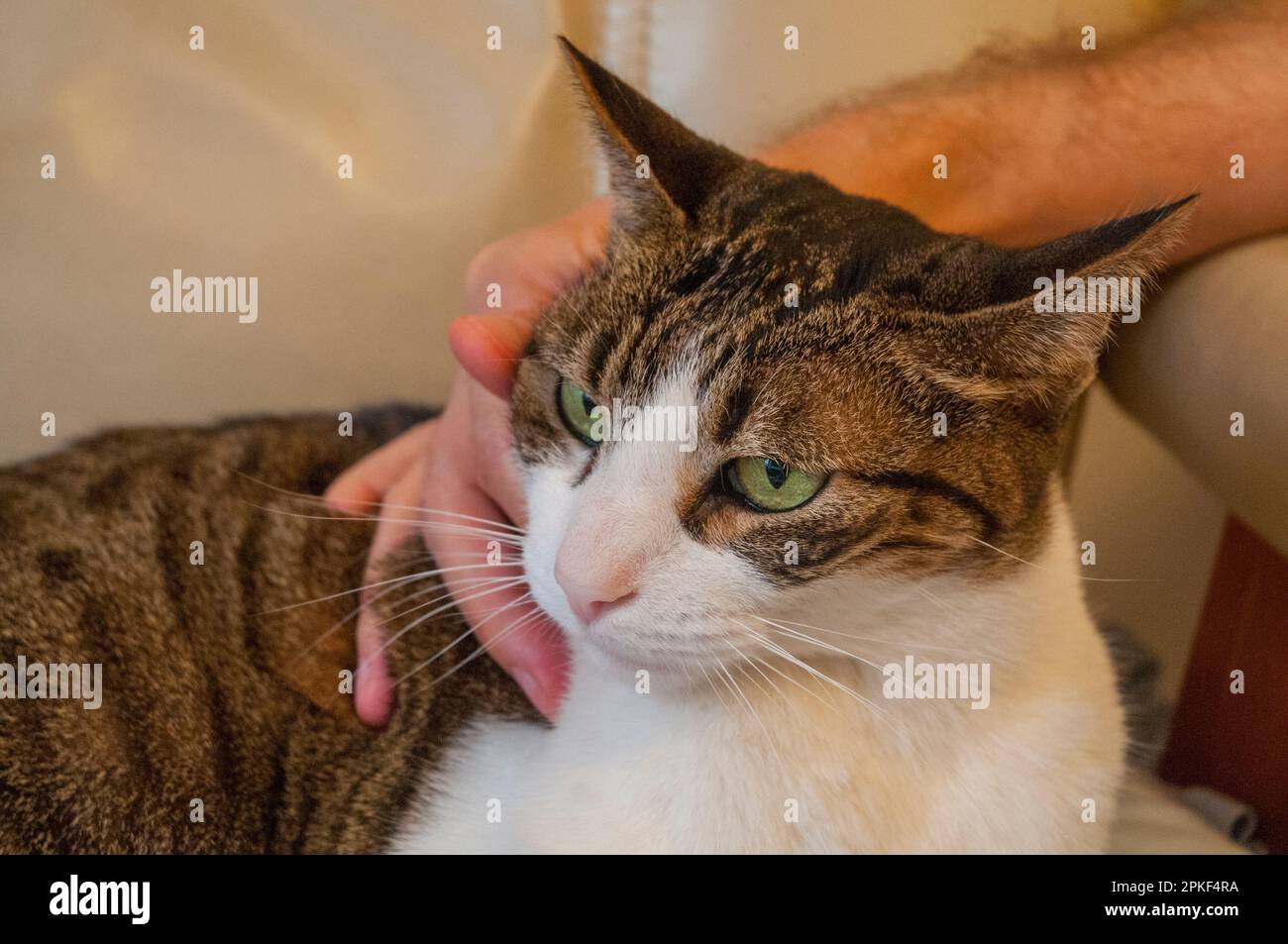 Hand stroking a tabby and white cat. Stock Photo