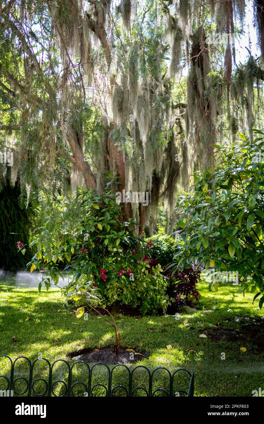 Carob tree in a park with moss hanging from its branches Stock Photo Alamy