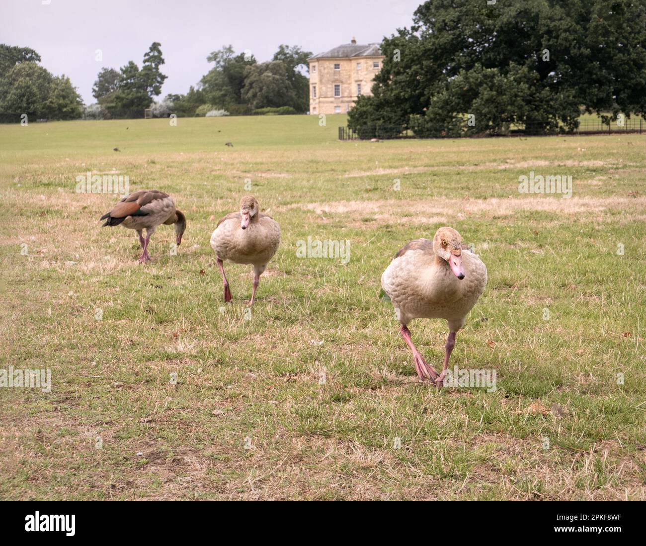 Egyptian geese in parkland, UK. Stock Photo