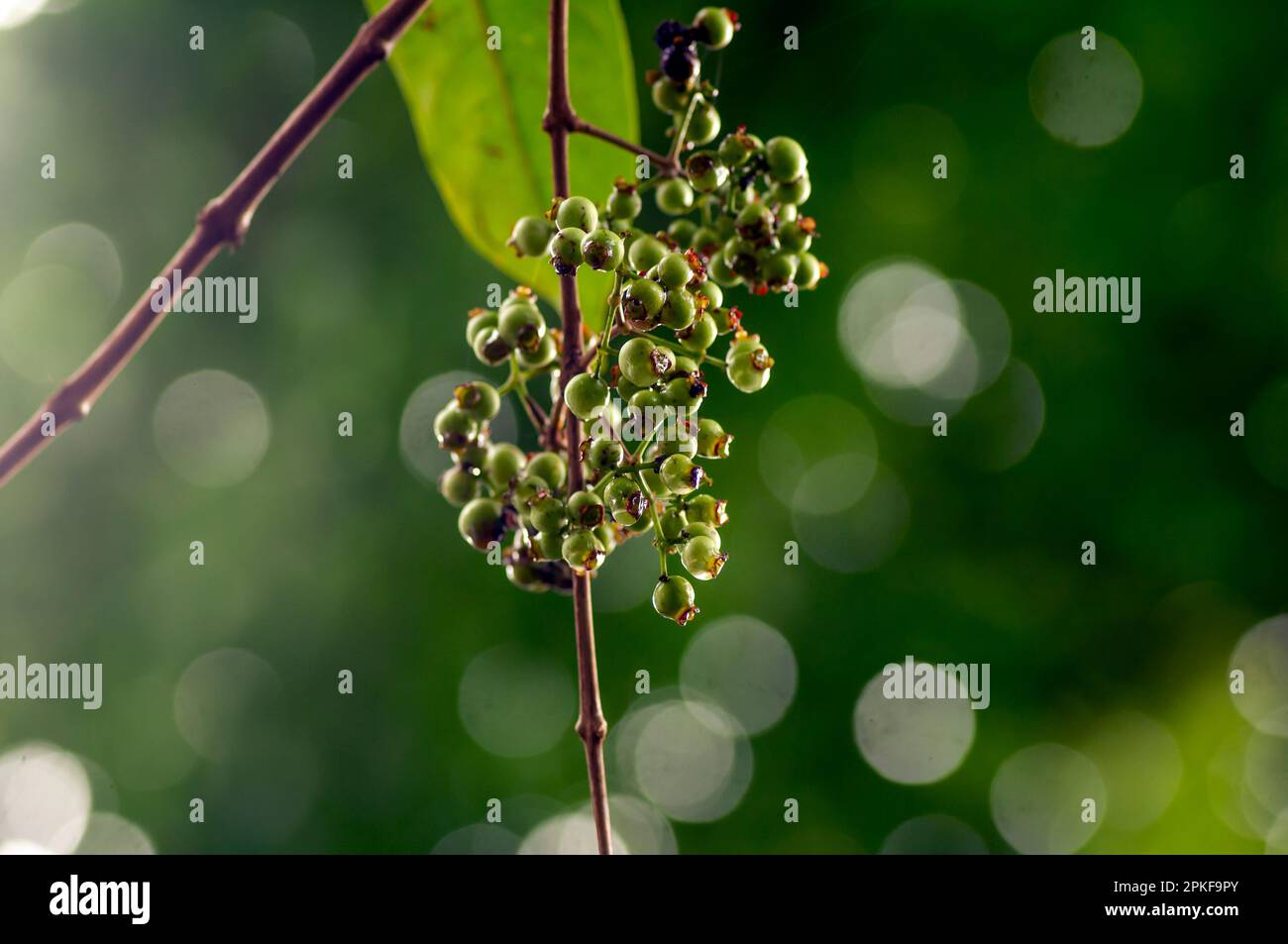 Indonesian bay leaf or daun salam, Syzygium polyanthum seeds, in shallow focus Stock Photo
