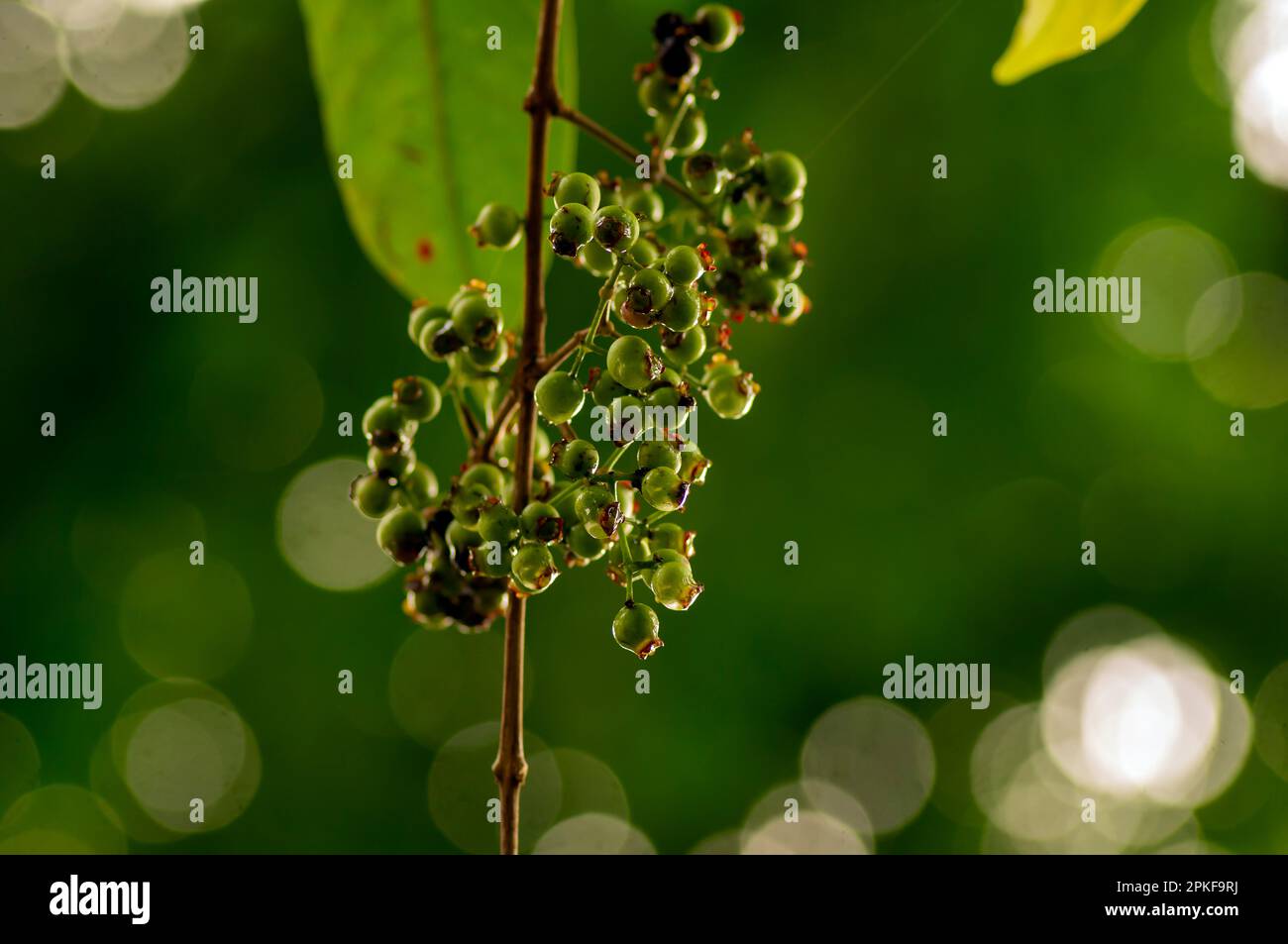 Indonesian bay leaf or daun salam, Syzygium polyanthum seeds, in shallow focus Stock Photo