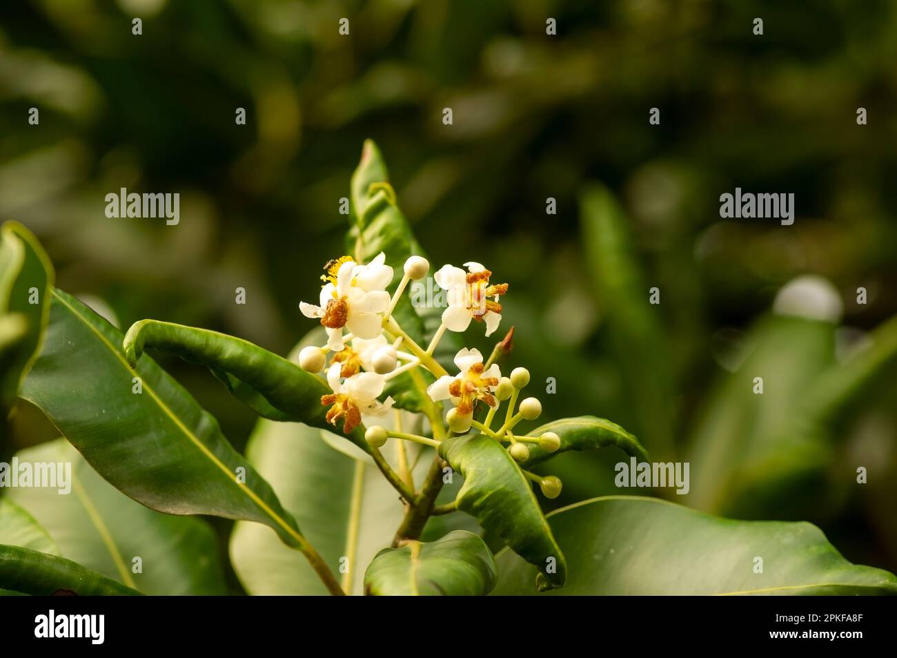 Nyamplung, Alexandrian Laurel (Calophyllum inophyllum) flowers blooming Stock Photo