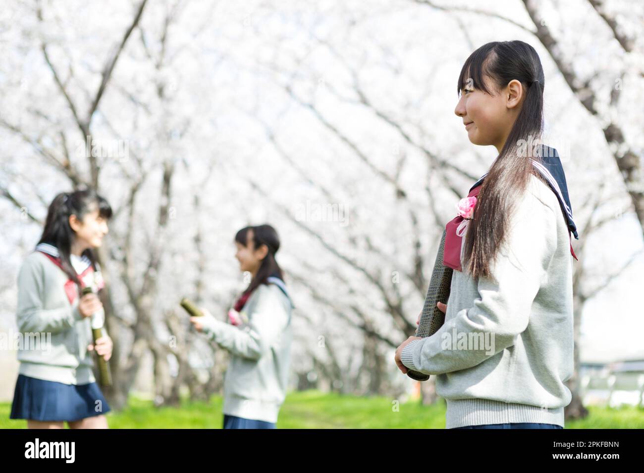 Schoolgirl standing in a row of cherry blossom trees Stock Photo - Alamy