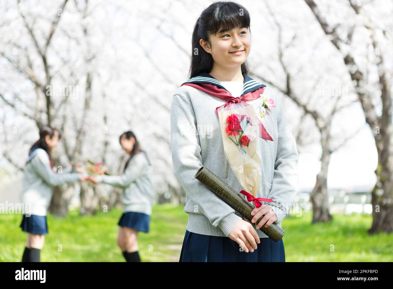 Schoolgirls standing in a row of cherry blossom trees Stock Photo - Alamy