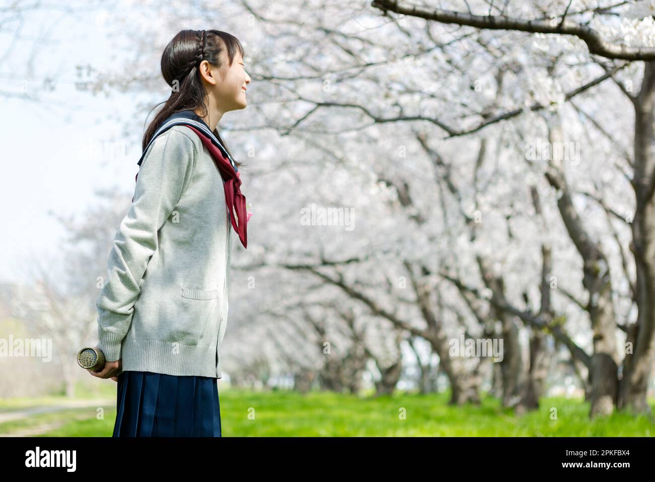 Schoolgirl standing in a row of cherry blossom trees Stock Photo - Alamy