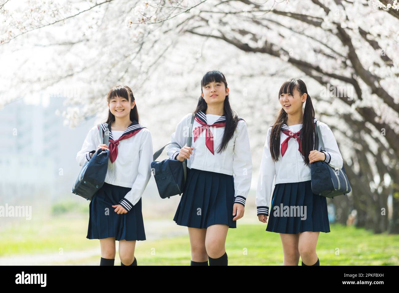 School girl walking along the row of cherry blossom trees Stock Photo