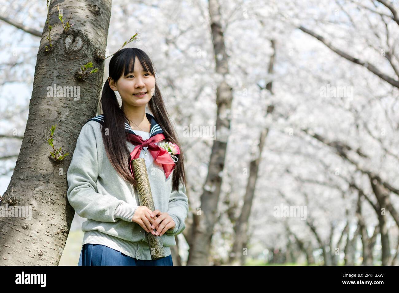 Schoolgirl standing in a row of cherry blossom trees Stock Photo - Alamy
