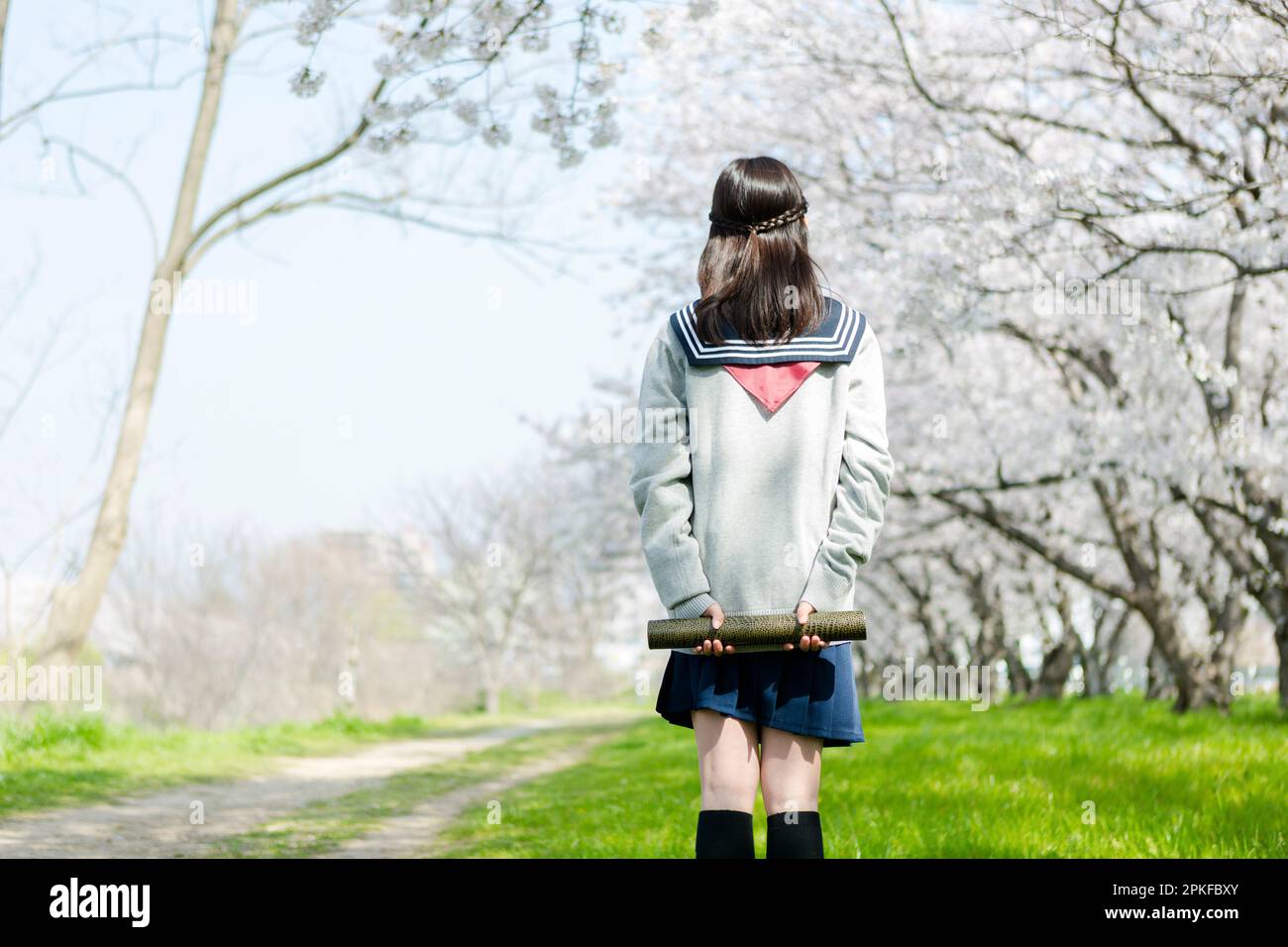 Schoolgirl standing in a row of cherry blossom trees Stock Photo - Alamy