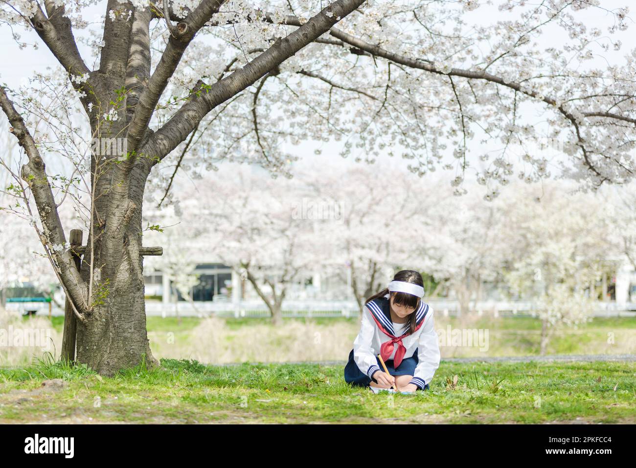 Schoolgirl doing calligraphy under the cherry blossom tree Stock Photo ...