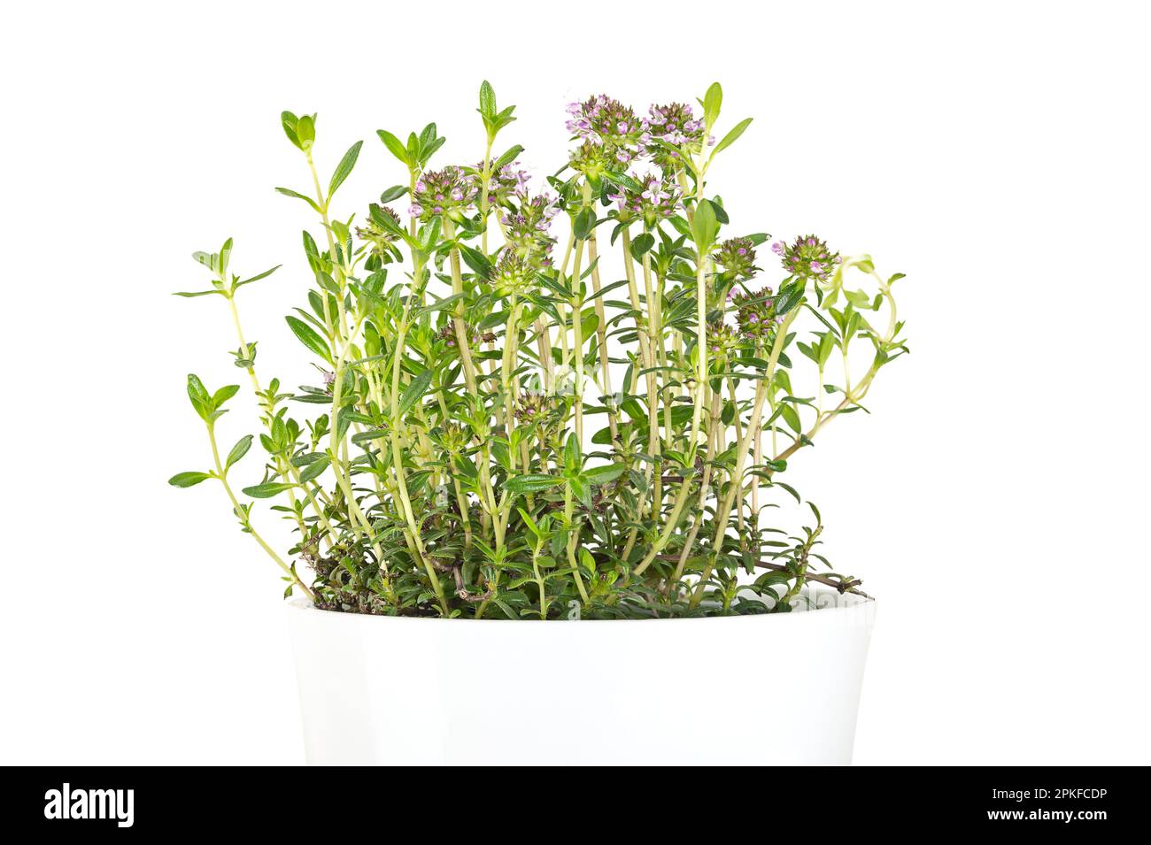 Winter savory, potted young plant, in a white pot. Satureja montana, mountain savory with pale lavender flowers. Culinary herb. Stock Photo