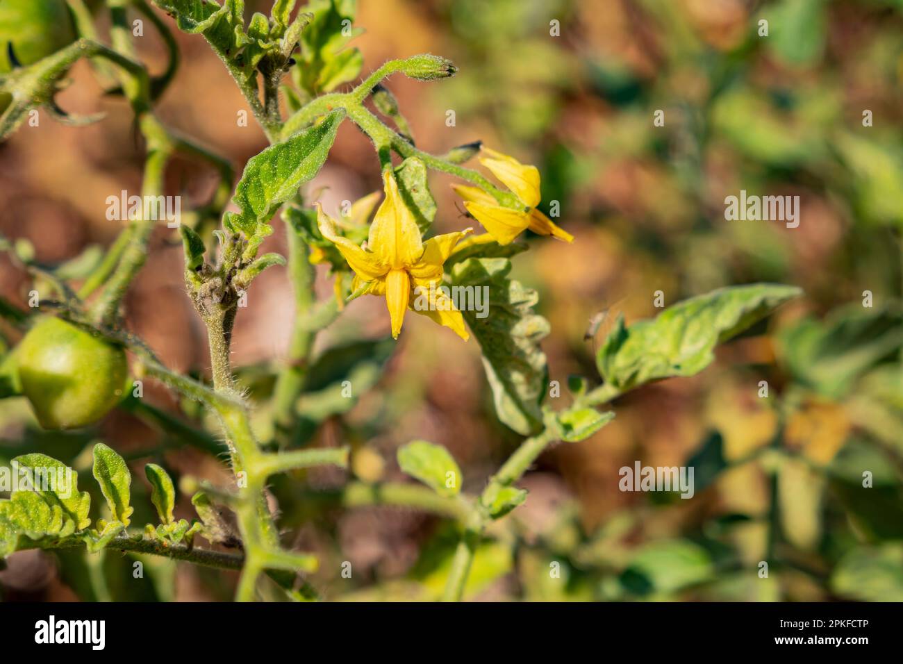 Growing tomato in home garden at Los Angeles Stock Photo Alamy