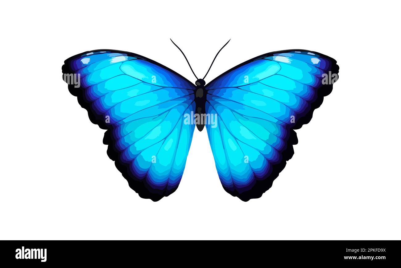 Blue tropical vector butterfly. Giant Morpho didius. Realistic vibrant detailed illustration ...