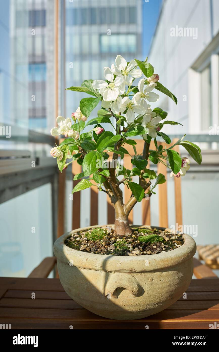 Apple tree Malus Evereste as a bonsai during flowering in April on a balcony Stock Photo