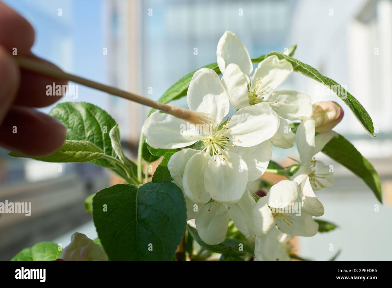 Artificial pollination of the flower of an apple tree bonsai Malus