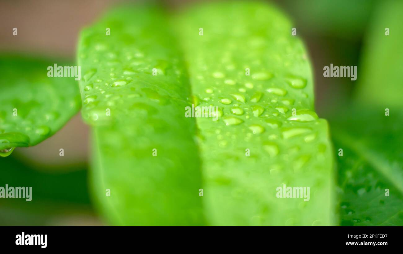 Water apple green leaves with water splash, selected focus for natural background Stock Photo