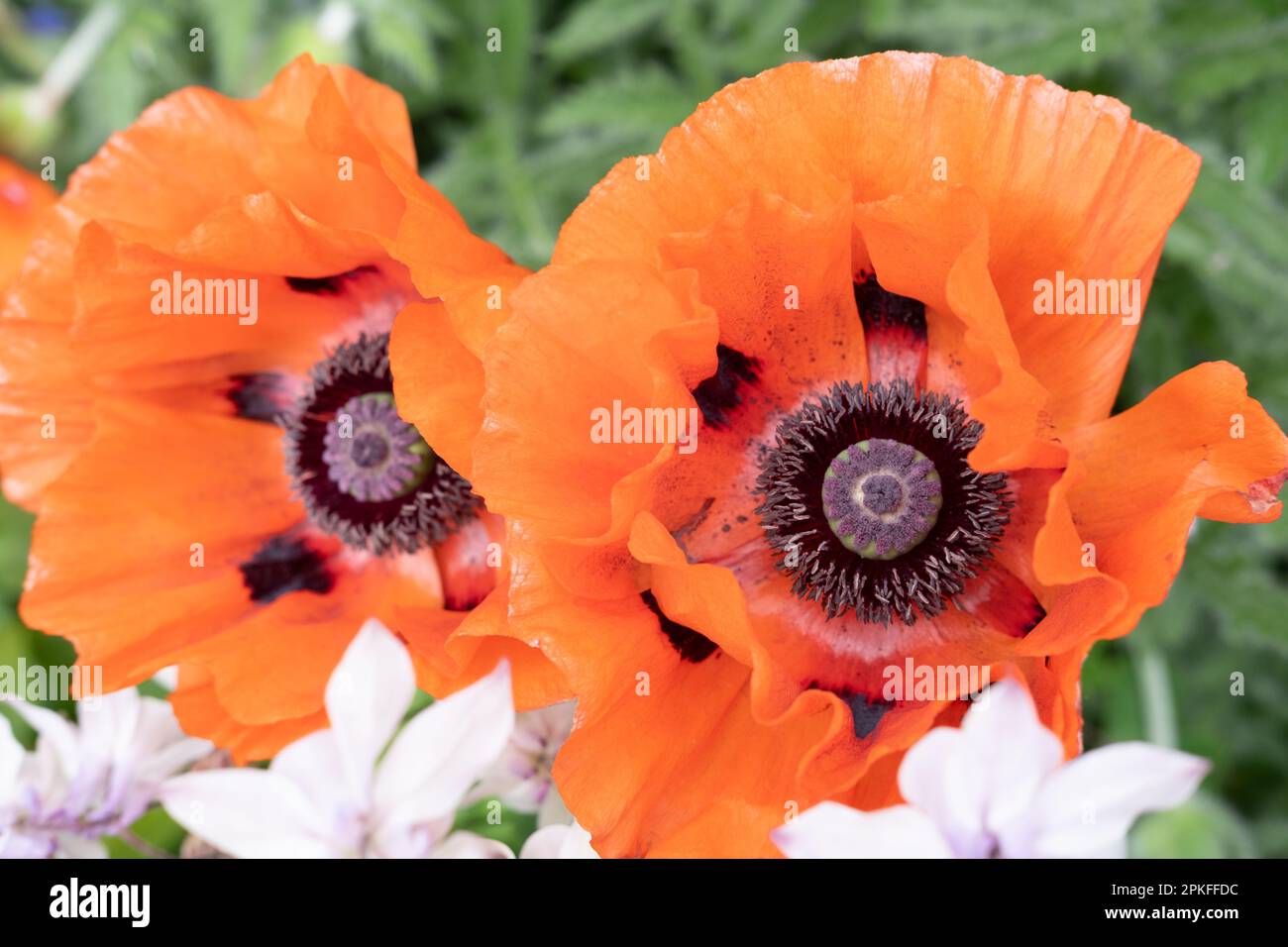 Two beautiful, exuberant and exotic orange open flowers from Dr Neil's Garden in Edinburgh, Scotland. Close-up photo with bokeh. Spring season. Vertic Stock Photo