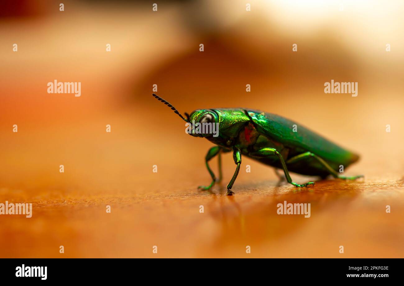 Close up of Jewel beetle (Chrysochroa fulminans), shallow focus Stock Photo