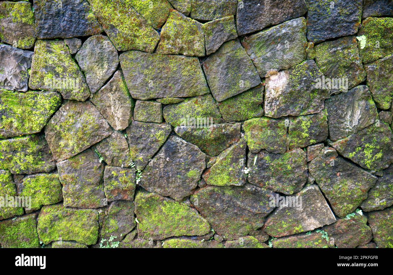 Green moss on the stone walls for natural background and wallpaper Stock Photo