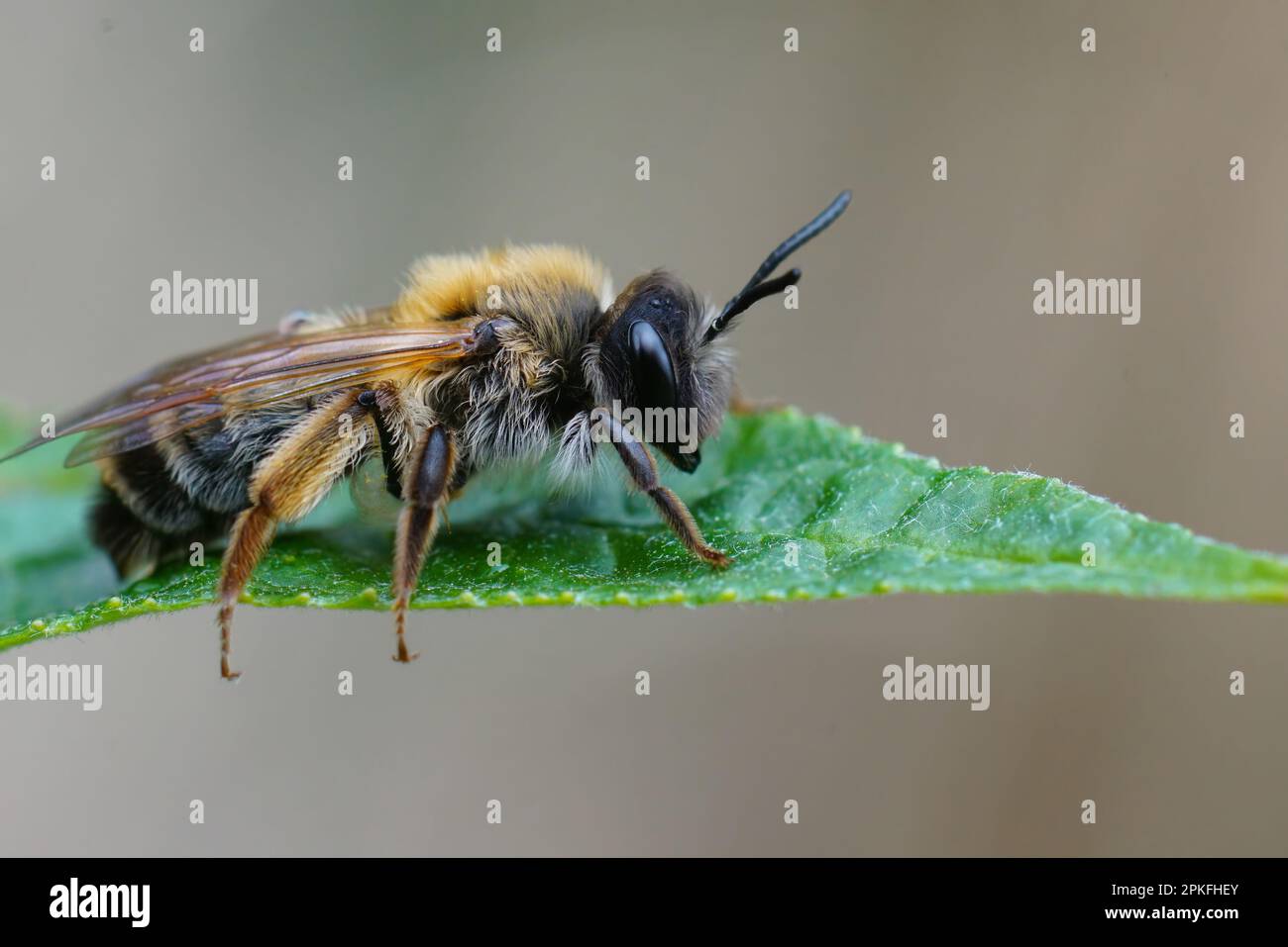 Natural closeup on a colorful female grey -gastered mining bee, Andrena ...