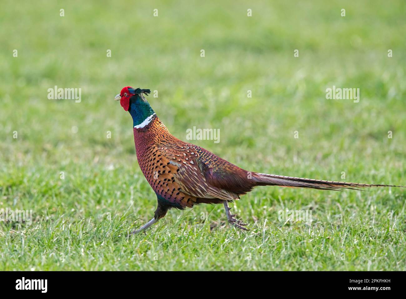 480+ Ringneck Pheasant Phasianus Colchicus Stock Photos, Pictures &  Royalty-Free Images - iStock