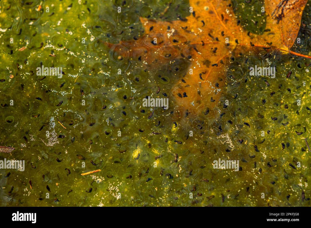 Newly laid frog eggs from European common brown frog, Rana temporaria