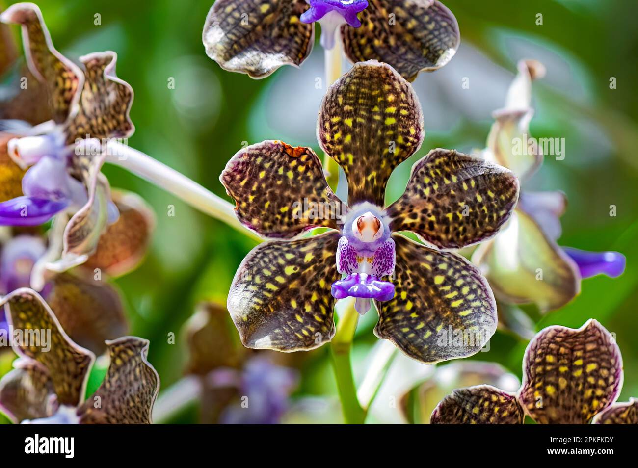 Colorful Exotic Orchid. Close-up of Vanda Mini palmer, glossy dark purple and yellow petals on blurry green background. Stock Photo