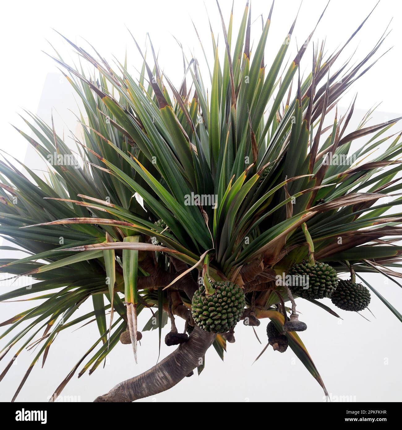 Pandanus utilis Bory common screwpine tree and fruit, Lanzarote