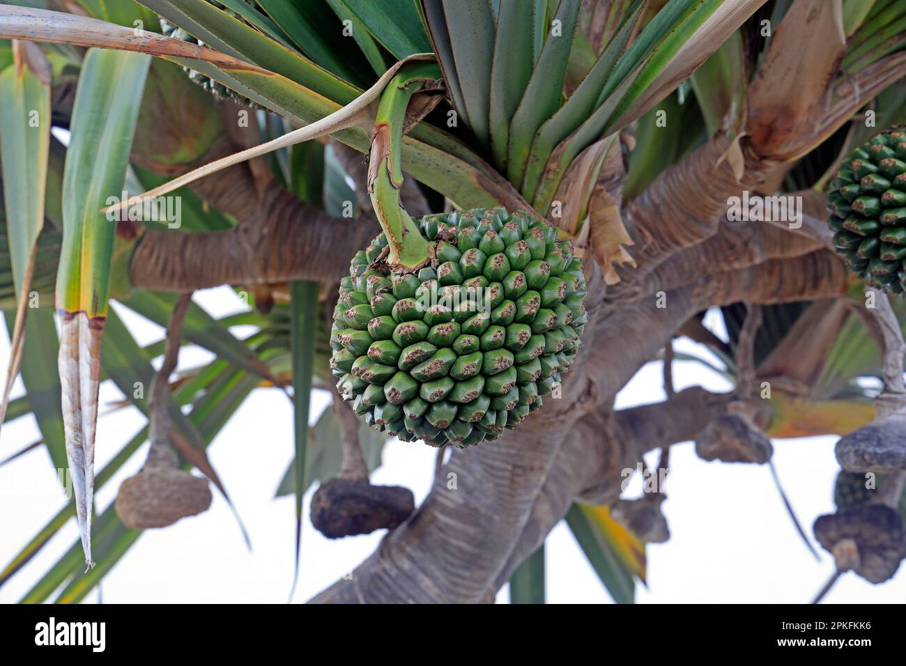 Pandanus utilis Bory common screwpine tree and fruit, Lanzarote