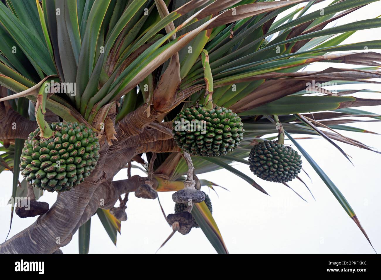 Pandanus utilis Bory common screwpine tree and fruit, Lanzarote