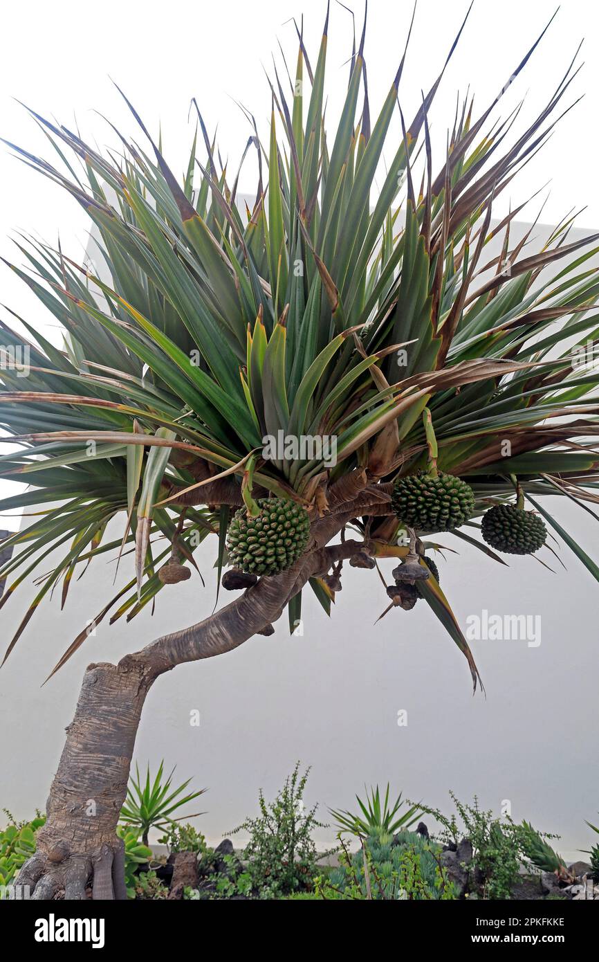 Pandanus utilis Bory common screwpine tree and fruit, Lanzarote