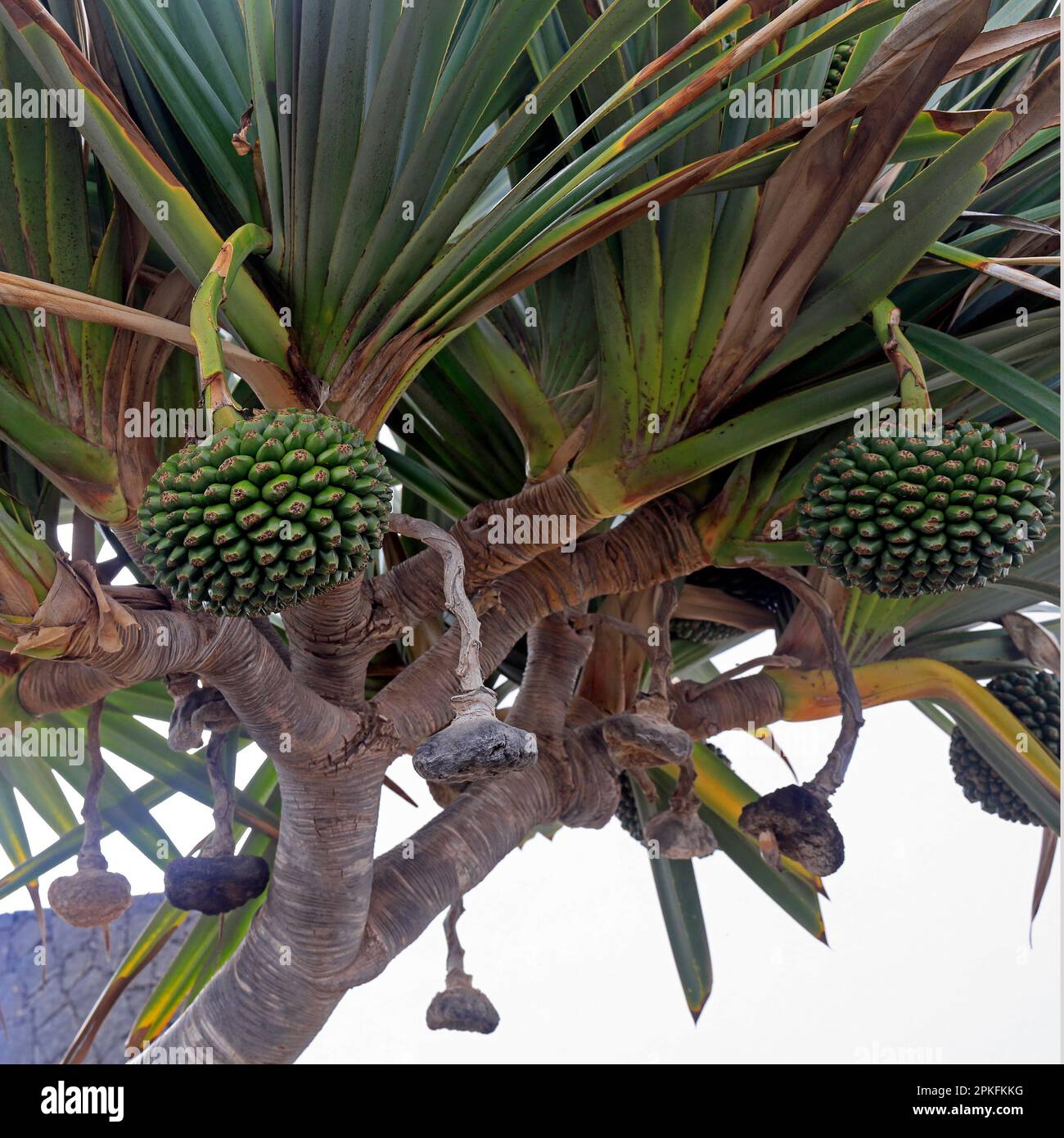 Pandanus utilis Bory common screwpine tree and fruit, Lanzarote