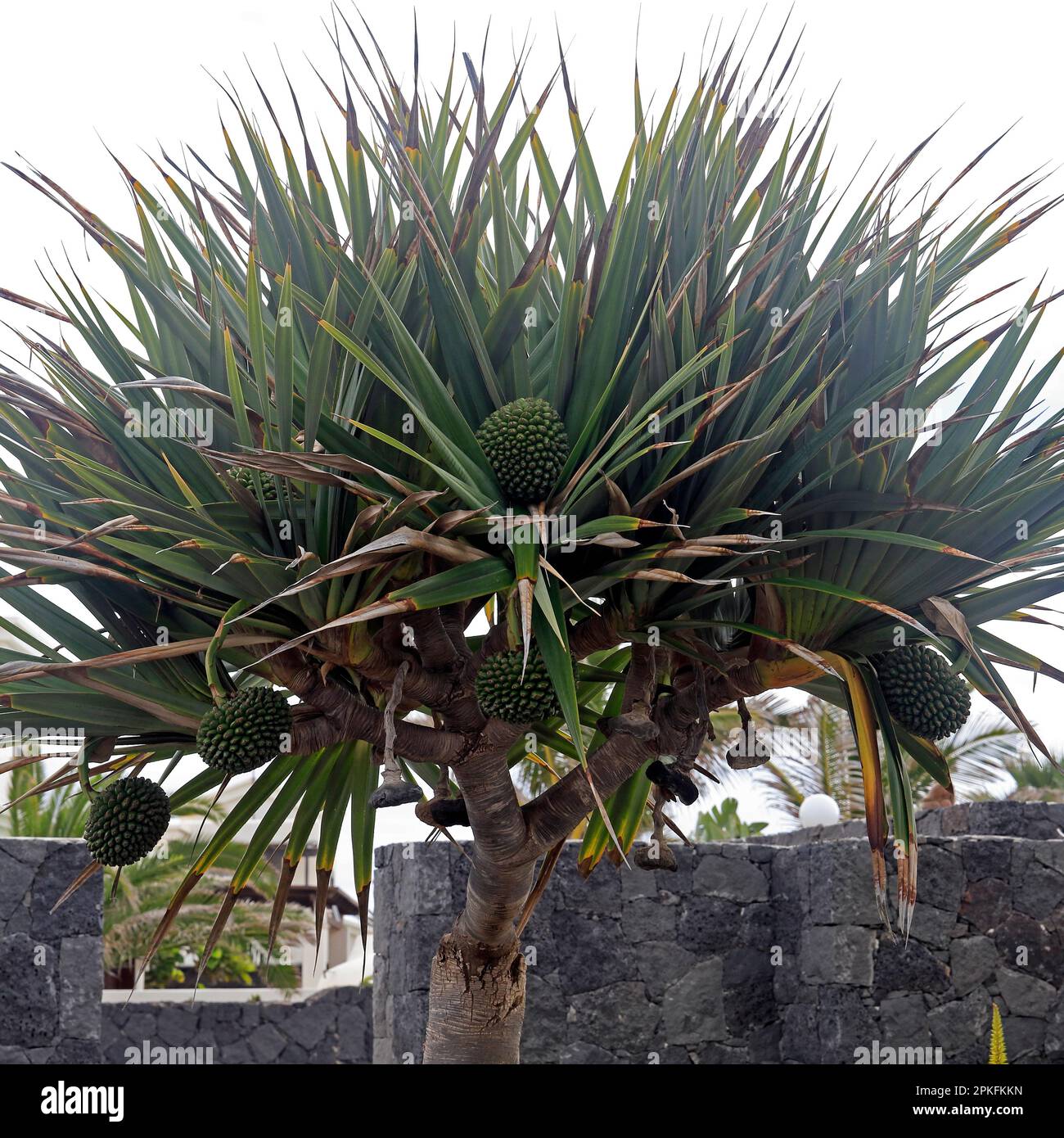 Pandanus utilis Bory common screwpine tree and fruit, Lanzarote