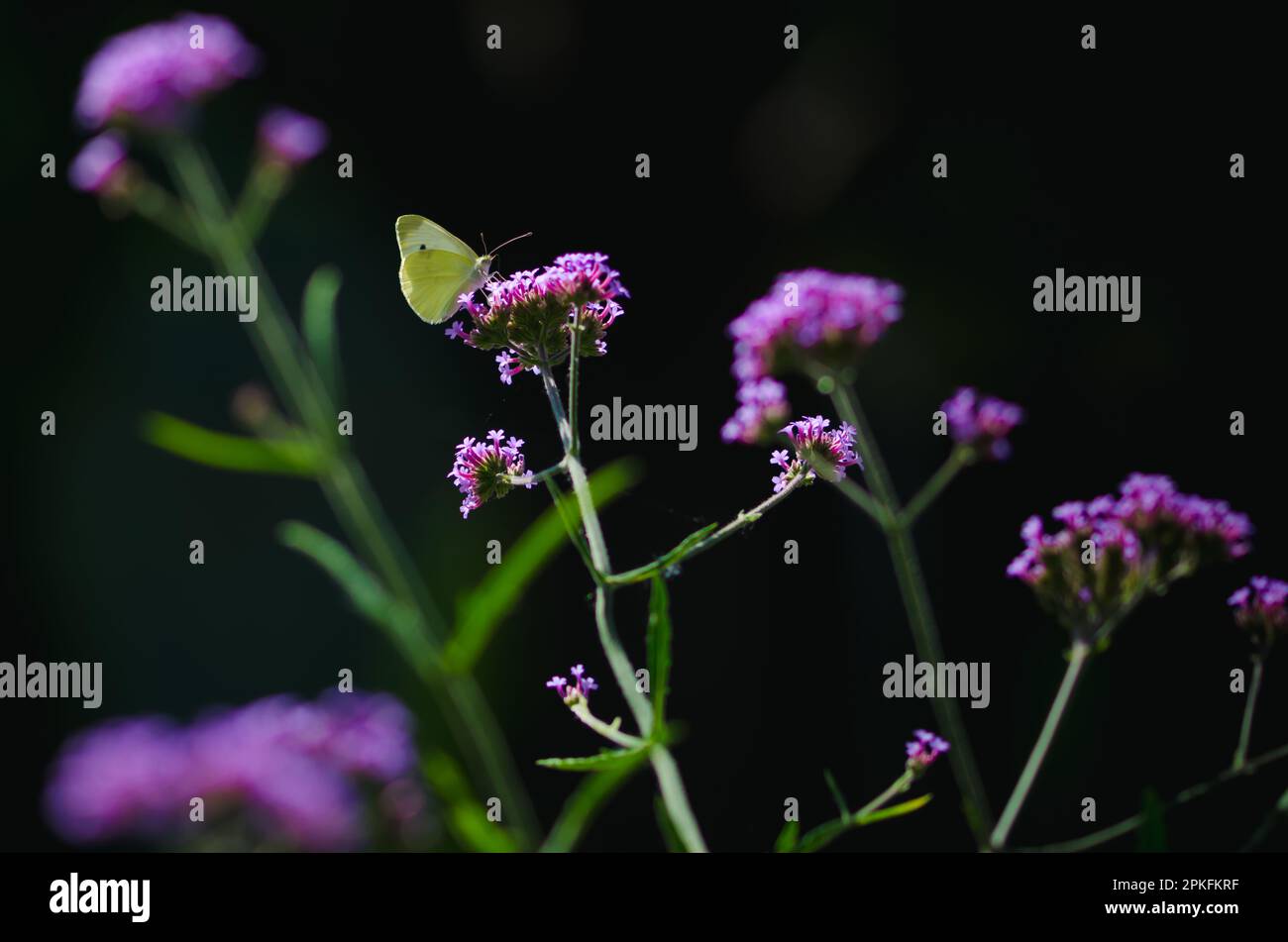 purple verbena and white butterfly, black background, isolated Stock Photo