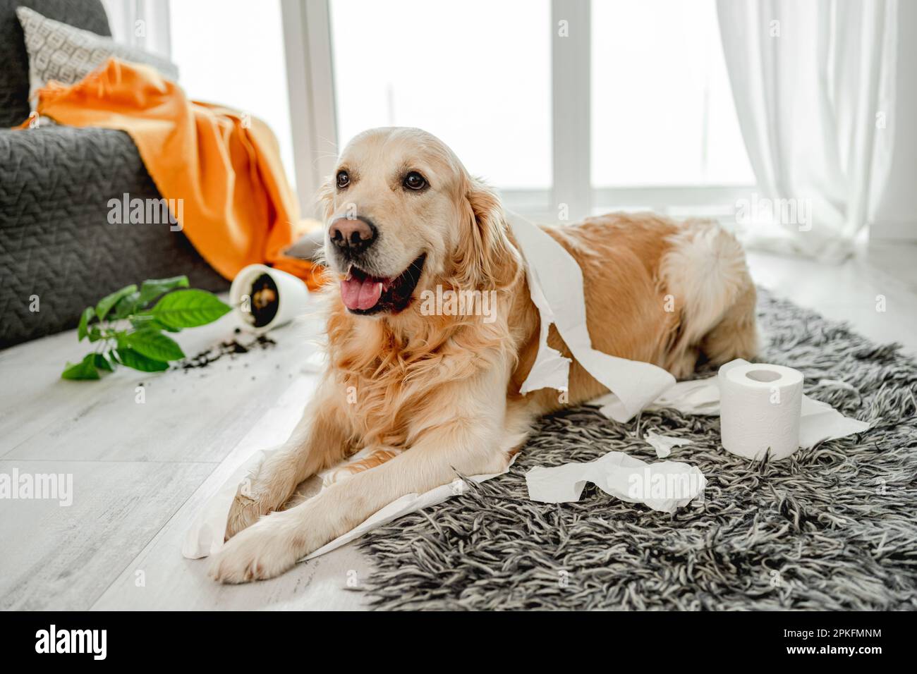 Golden retriever dog playing with toilet paper in living room and broke  plant. Purebred doggy pet making mess with tissue paper and home flower  Stock Photo - Alamy