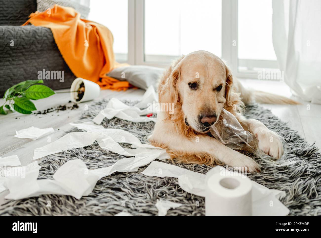 Golden retriever dog playing with toilet paper in living room and broke  plant. Purebred doggy pet making mess with tissue paper and home flower  Stock Photo - Alamy