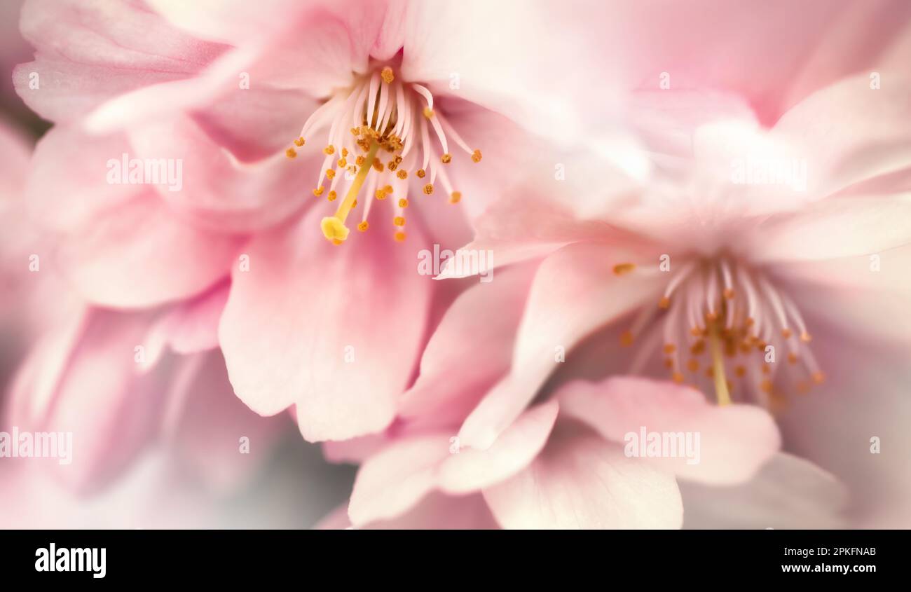 Pink spring flowers hi-res stock photography and images - Alamy
