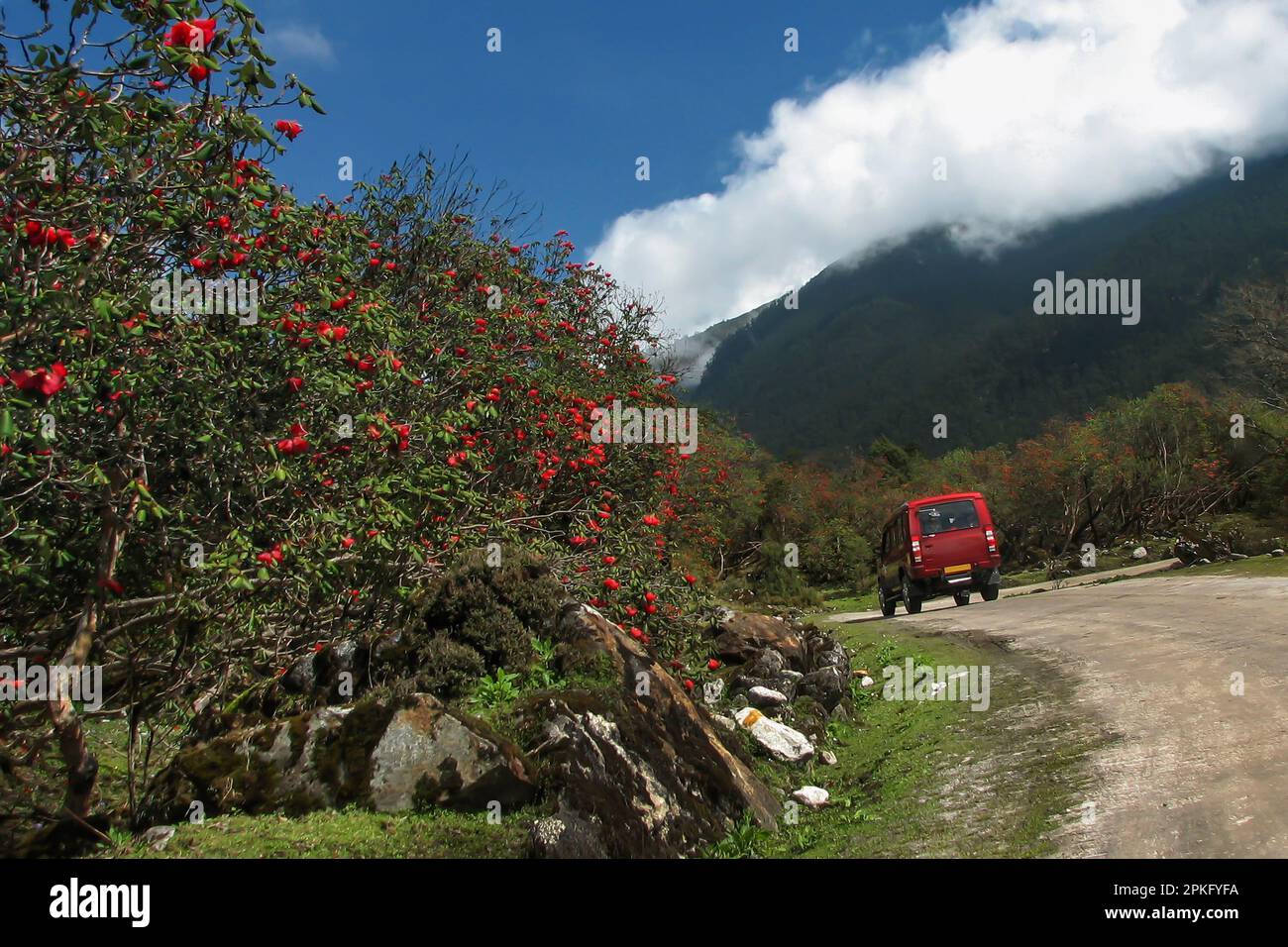Tourist car passing through Rhododendron trees. Yumthang Valley or Sikkim Valley of Flowers sanctuary, Himalayan mountains, North Sikkim, India. Stock Photo