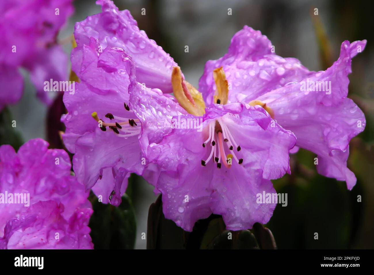 Rain Drops On Rhododendron Flower Family Ericaceae State Tree Of 