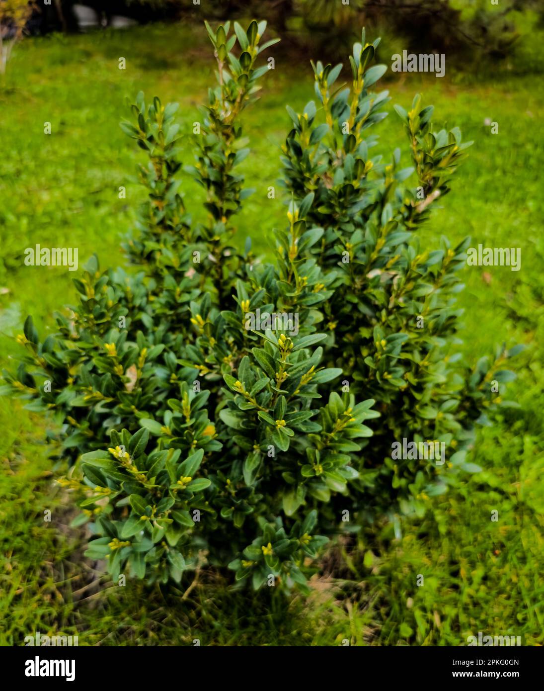 Boxwood. Buxus sempervirens with yellow flowers. Young boxwood leaves