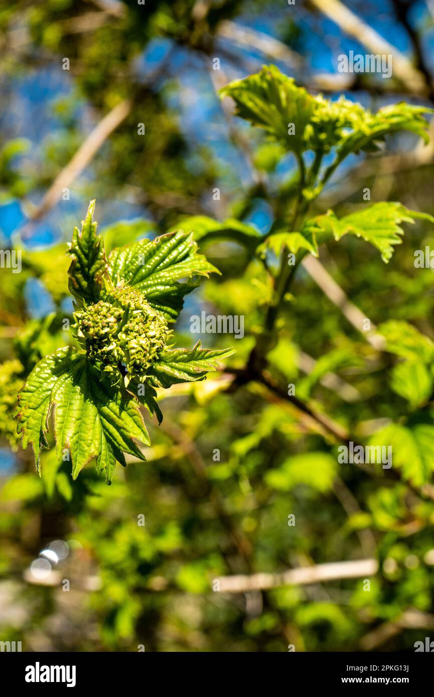 Buds and fresh leaves on the trees. Spring awakening Stock Photo